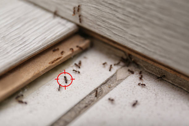 Best Affordable Pest Control Services  in Clatskanie, OR