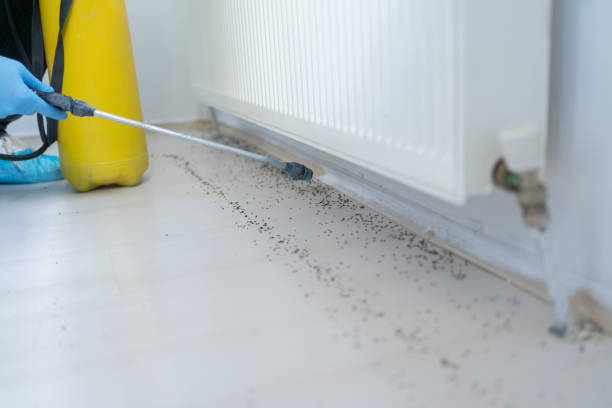 Reliable Clatskanie, OR Pest Control Solutions